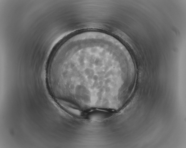 X0000113361024200910131256