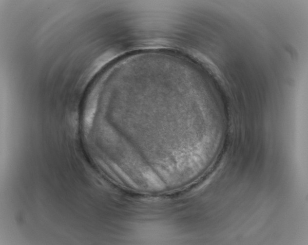 X0000113361457200910131250