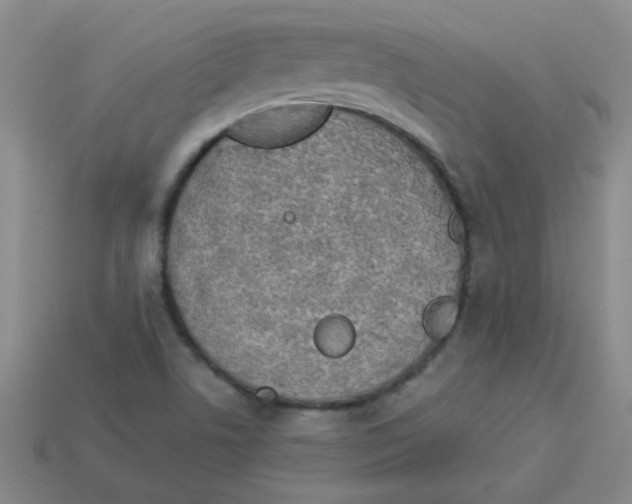 X0000113361506200910131250