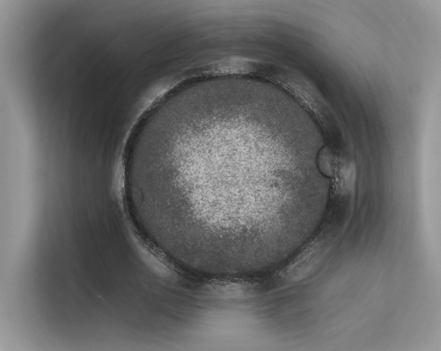 X0000113370726200909151359