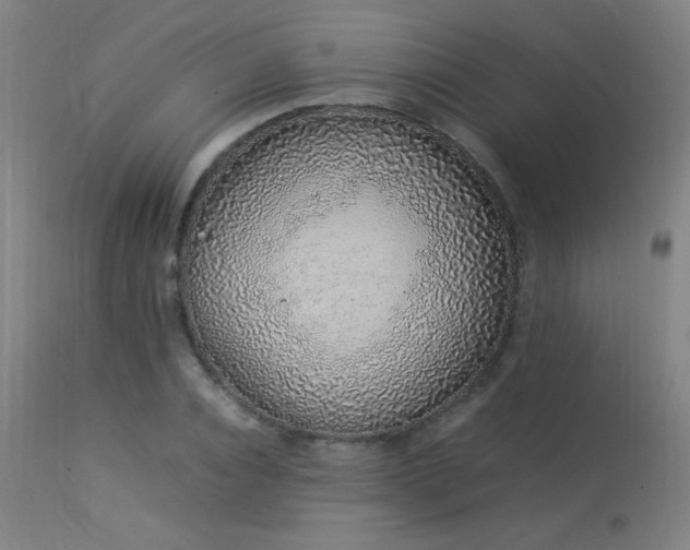 X0000113370928200909221219