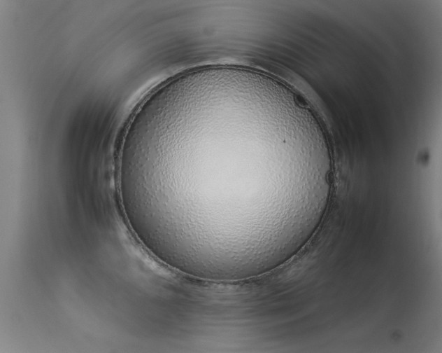 X0000113371096200909221217