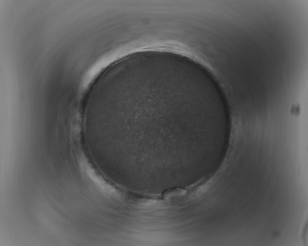 X0000113371506200909221211