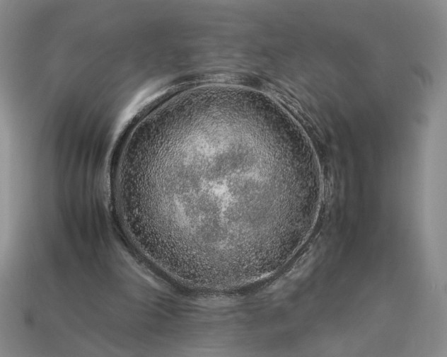 X0000113370198200909291058