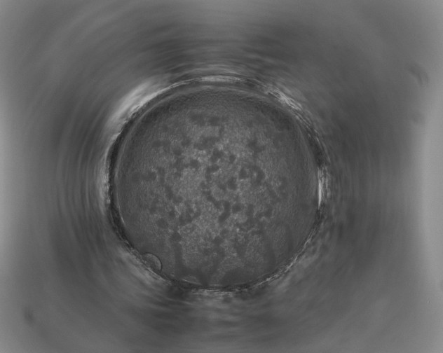 X0000113370339200909291056