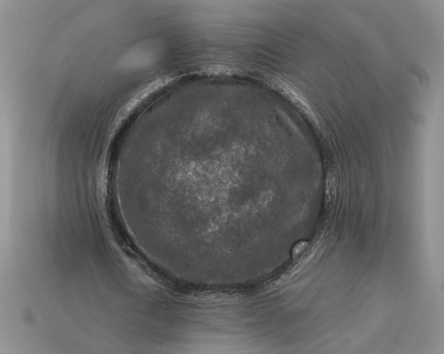 X0000113370722200909291050