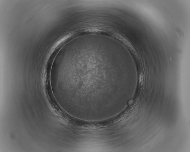 X0000113370724200909291050