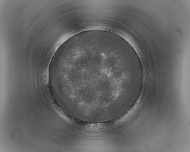 X0000113370858200909291050