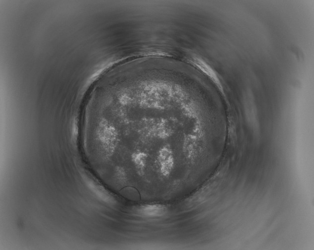 X0000113370059200910061109
