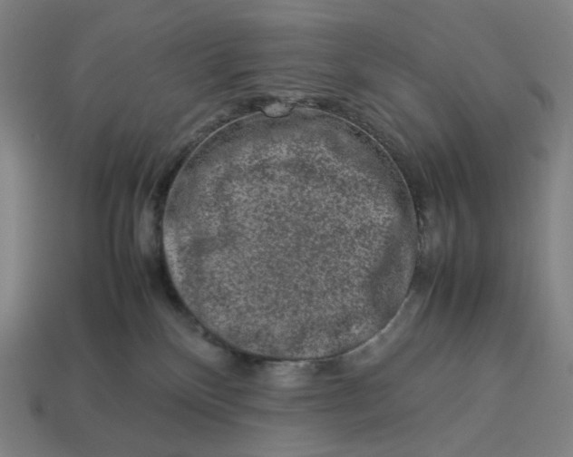 X0000113370136200910061108