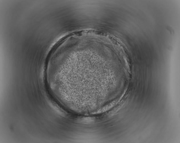 X0000113370156200910061107