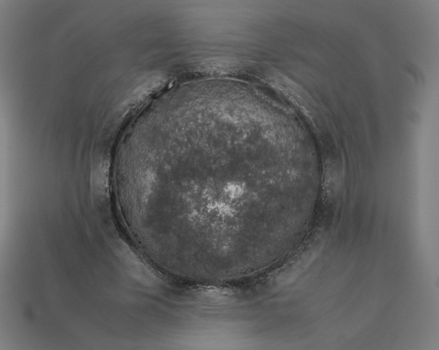 X0000113370585200910061102