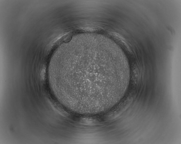 X0000113370596200910061102