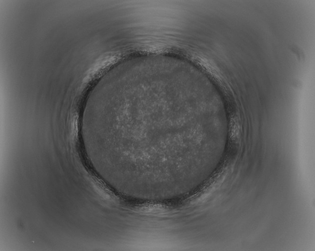 X0000113370685200910061101