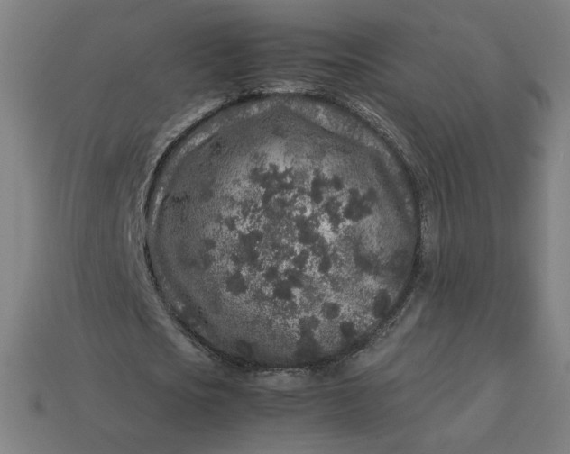 X0000113370721200910061059