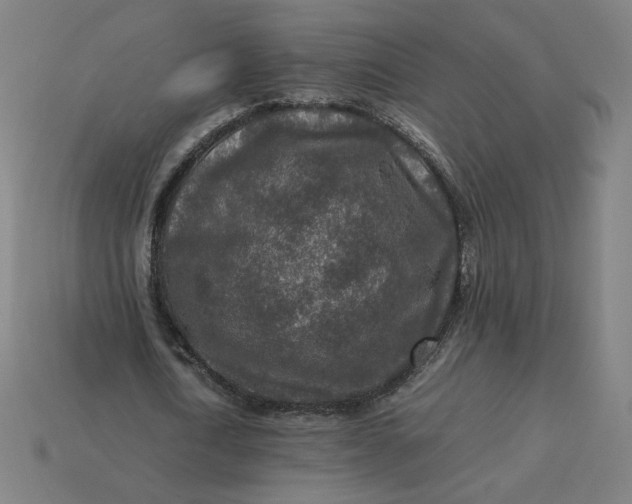 X0000113370722200910061059