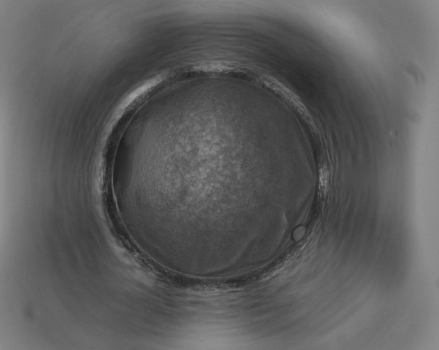 X0000113370724200910061059