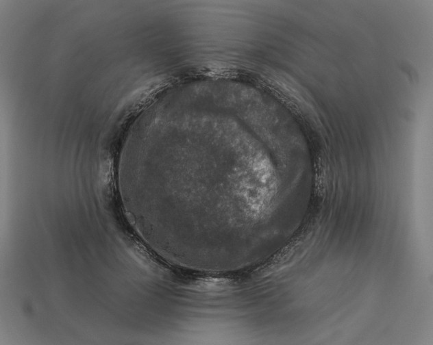 X0000113370748200910061100