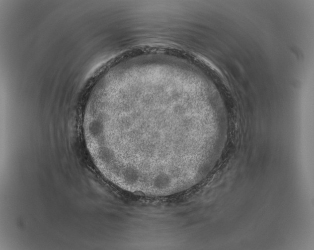 X0000113370775200910061059