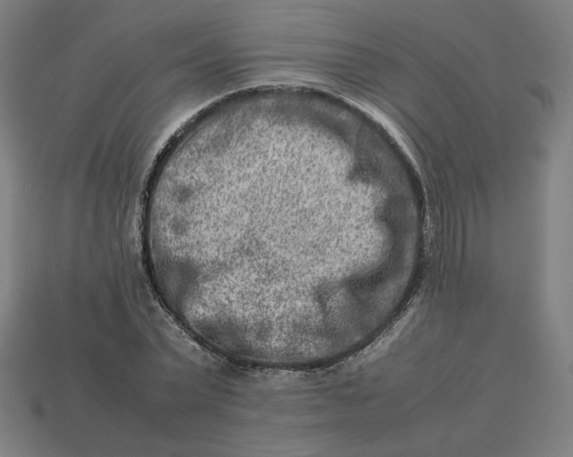 X0000113370783200910061059