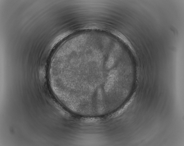 X0000113370826200910061058