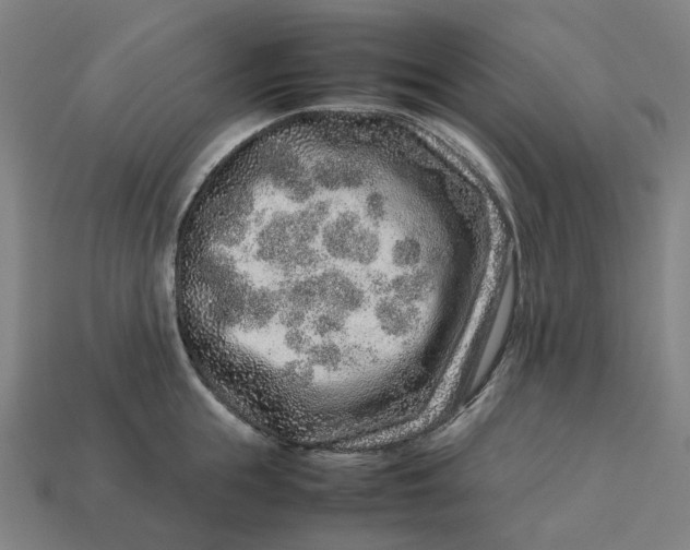 X0000113370855200910061059