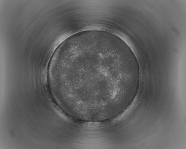 X0000113370858200910061059