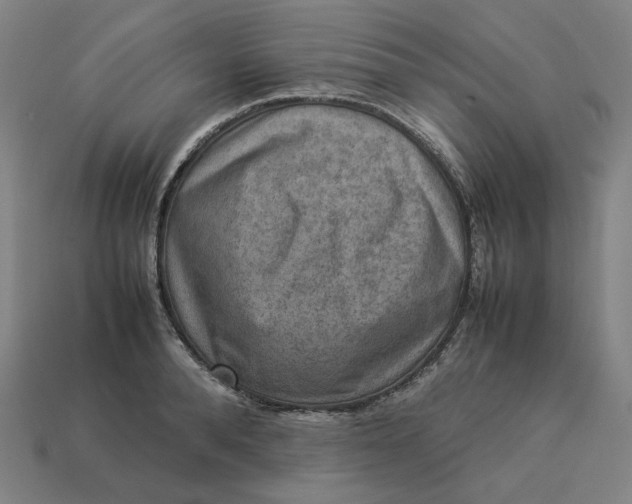 X0000113370896200910061058