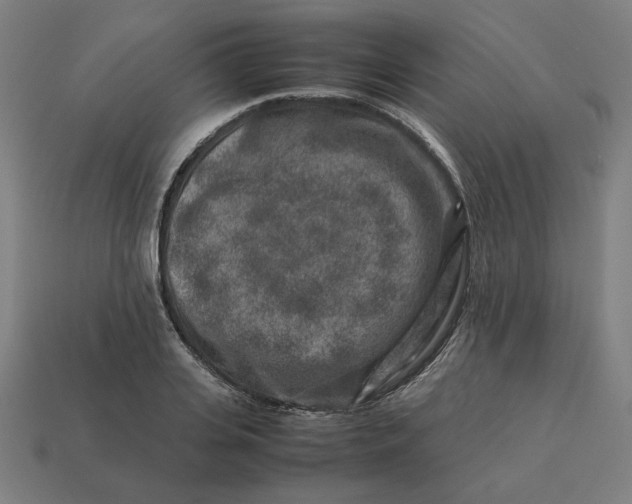 X0000113370935200910061057