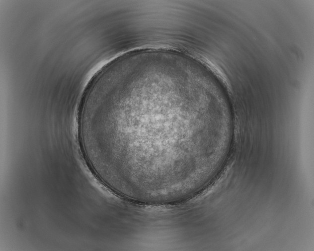 X0000113370944200910061057