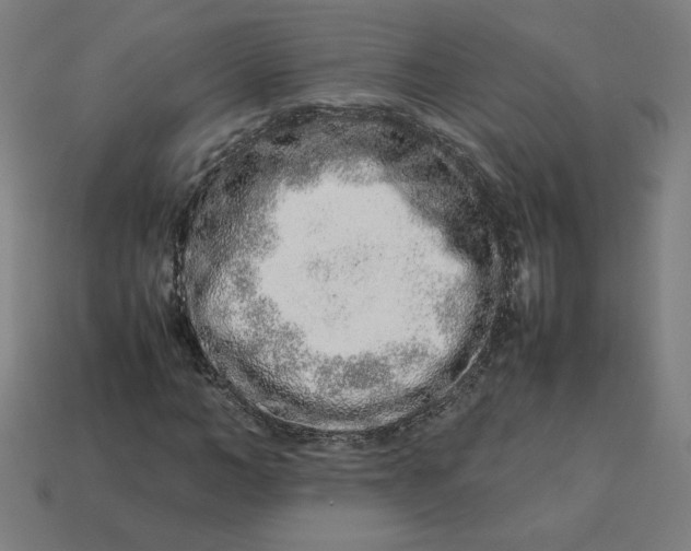 X0000113370966200910061057