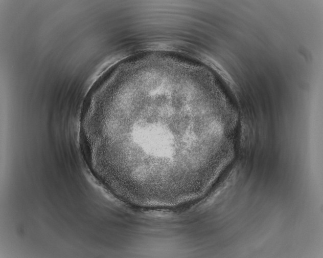 X0000113370994200910061056