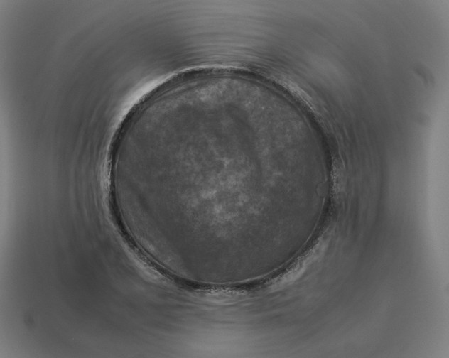 X0000113371077200910061055