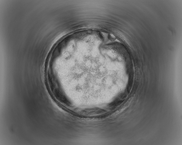 X0000113371087200910061055