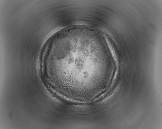 X0000113371125200910061055