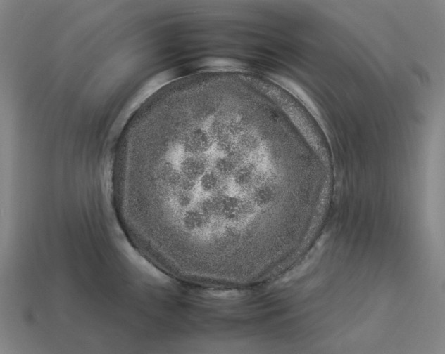 X0000113371243200910061054