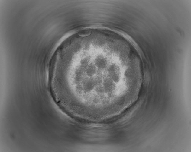 X0000113371295200910061053