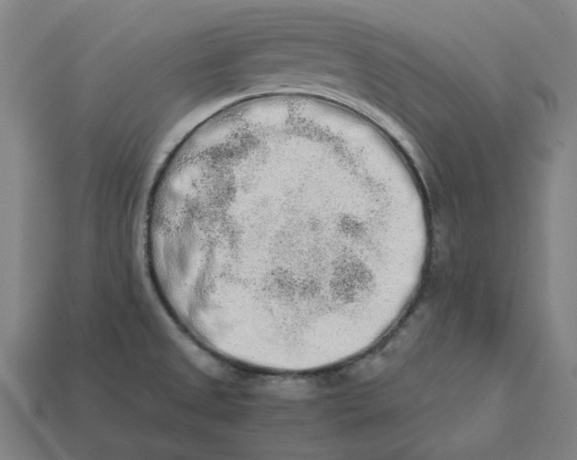 X0000113371525200910061050