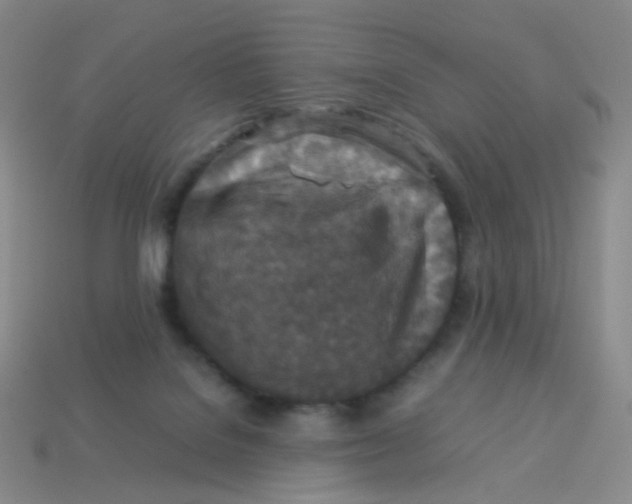 X0000113370076200910131329