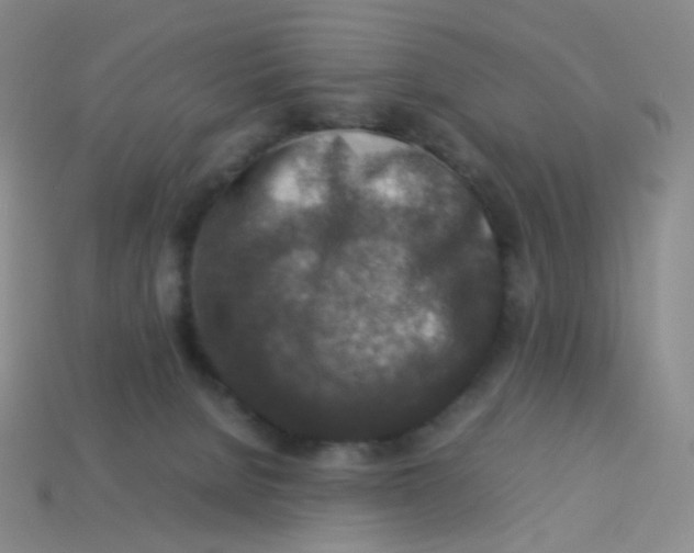 X0000113370080200910131329