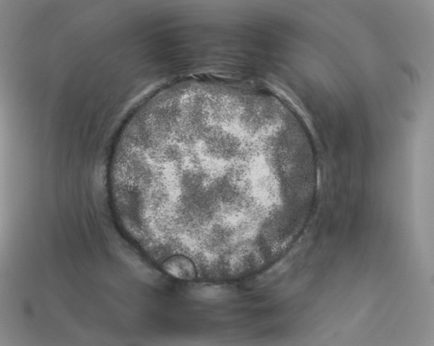 X0000113370249200910131326