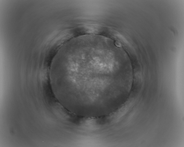 X0000113370325200910131326