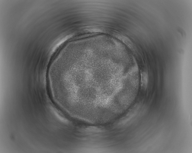 X0000113370390200910131325