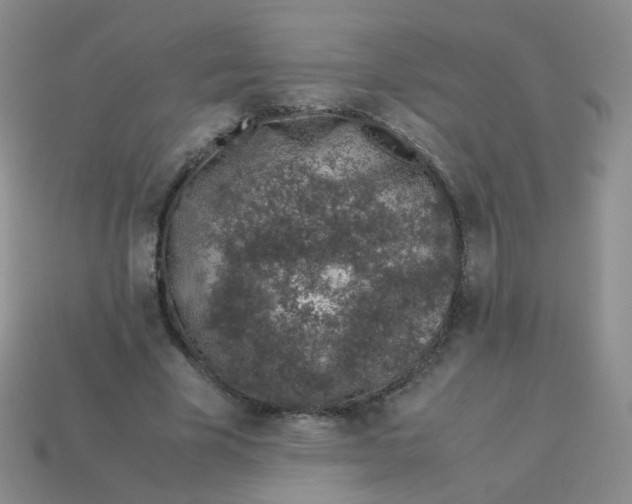 X0000113370585200910131322