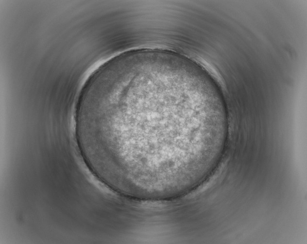 X0000113370944200910131318