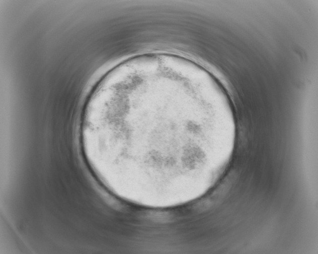 X0000113371525200910131310