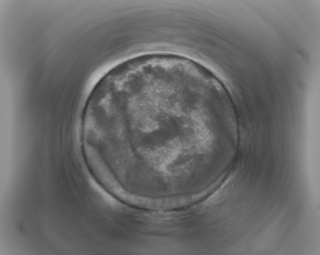 X0000113371527200910131310