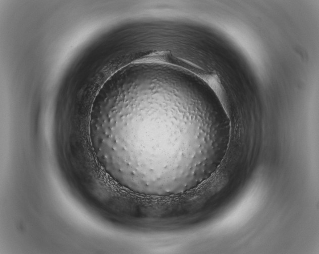 X0000113530383200909181140