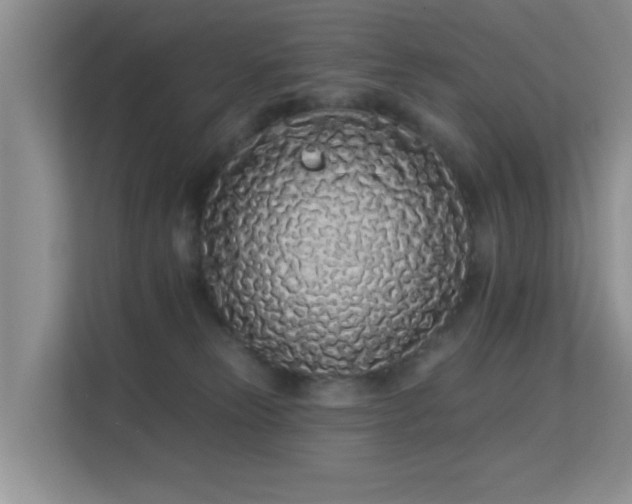 X0000113530181200909250913