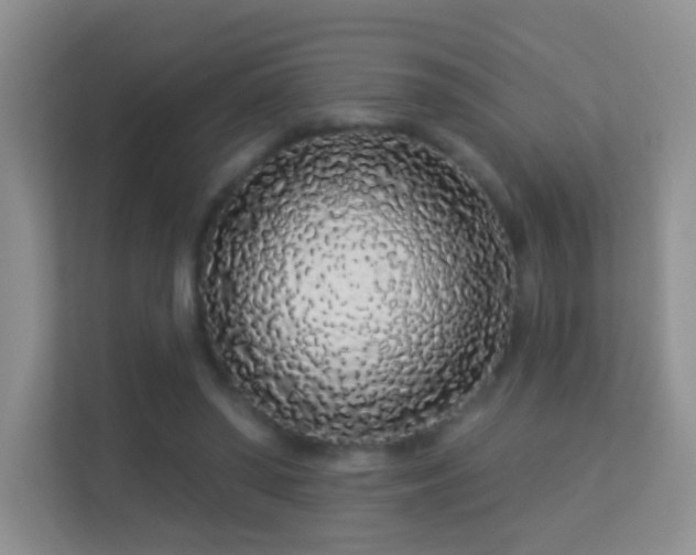 X0000113530398200909250910